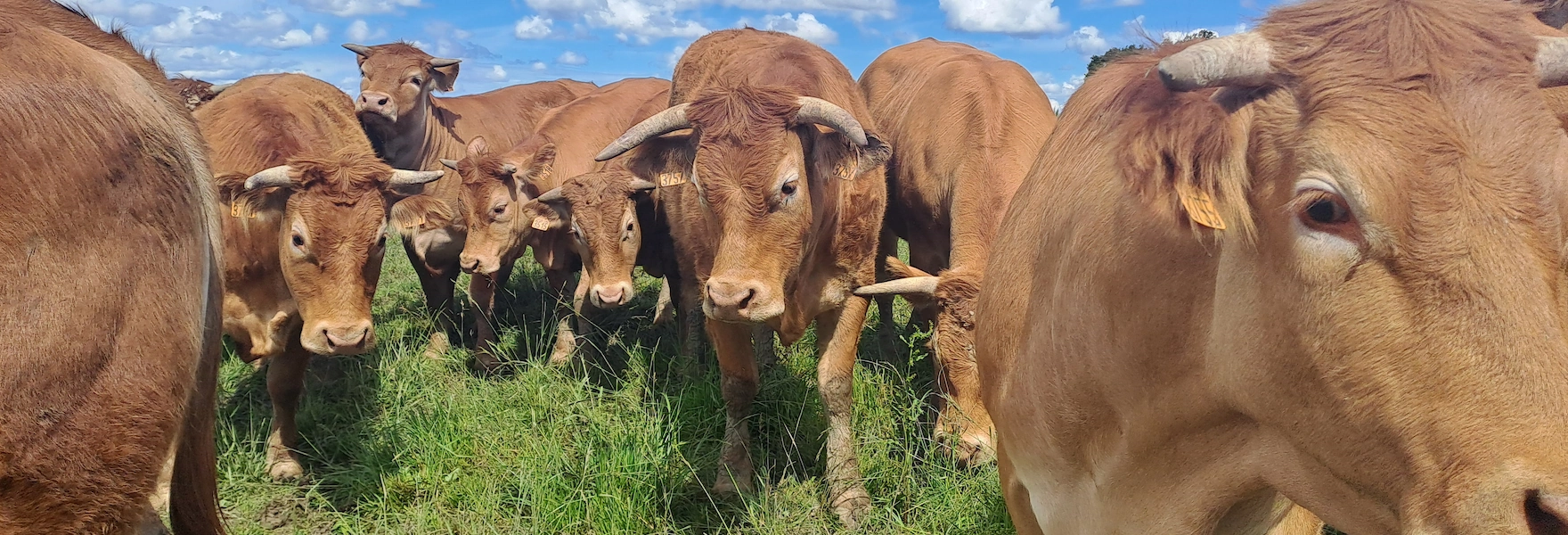 limousines_viande bovine de la Ferme du Choucou elevage dans le Gers