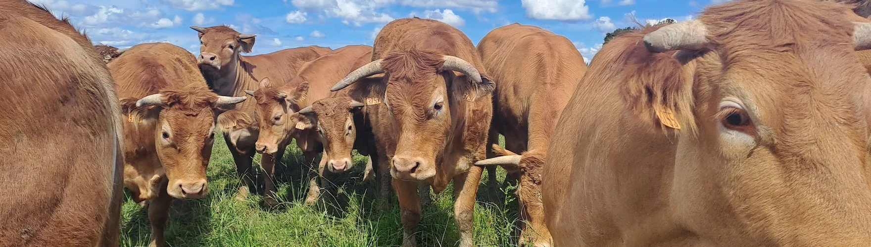 bovins race limousine de la Ferme du Choucou Monferran-Savès dans le Gers