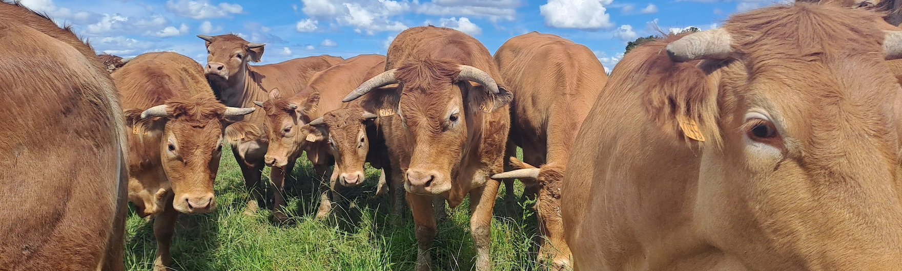 bovins race limousine de la Ferme du Choucou Monferran-Savès dans le Gers